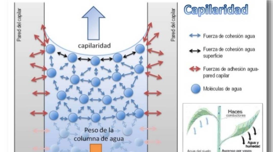 ASCENSIÓN CAPILAR EN SUELOS